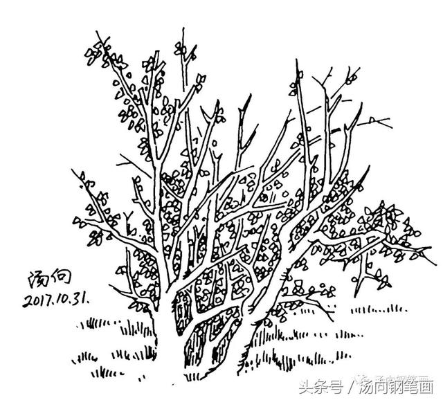 学钢笔画213嫩芽初绽……这也太嫩了吧！