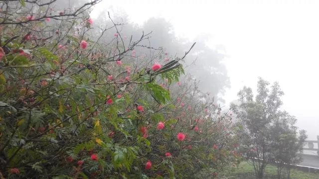 七绝.晨练逢雨