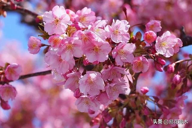 又到樱花烂漫季，10种美丽樱花品种推荐