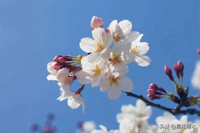 又到樱花烂漫季，10种美丽樱花品种推荐