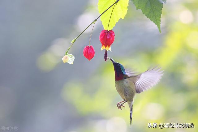 七绝：灯笼花，应好友豹子喜欢诗词之邀作赋