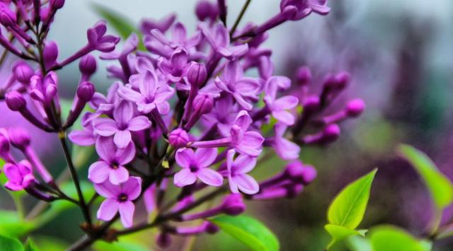 丁香花开满城香，十首丁香花的古诗词，绽满枝头，如霞如烟