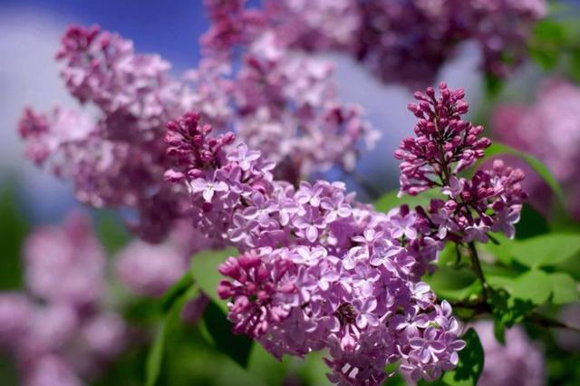 丁香花开满城香，十首丁香花的古诗词，绽满枝头，如霞如烟