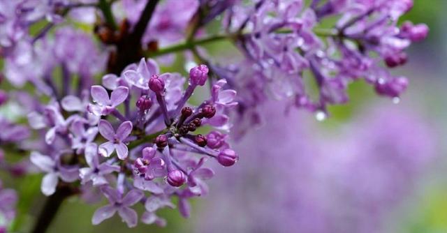 丁香花开满城香，十首丁香花的古诗词，绽满枝头，如霞如烟