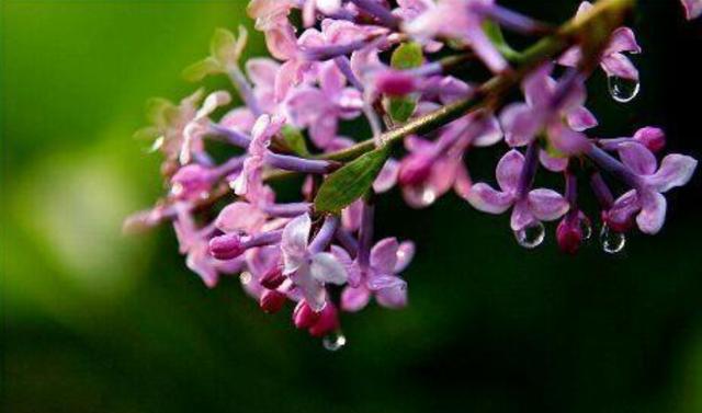 丁香花开满城香，十首丁香花的古诗词，绽满枝头，如霞如烟