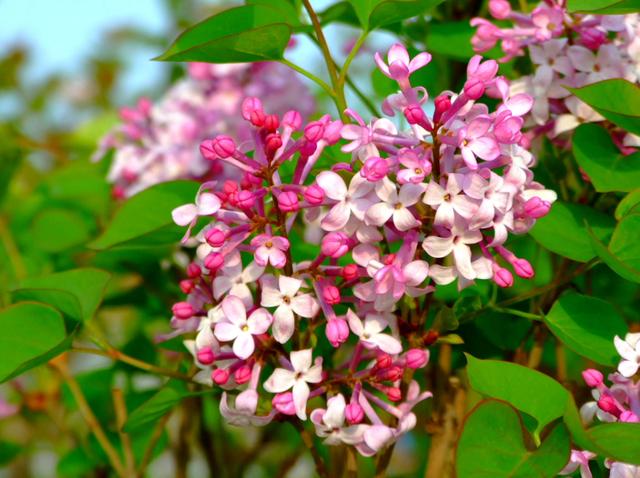 丁香花开满城香，十首丁香花的古诗词，绽满枝头，如霞如烟