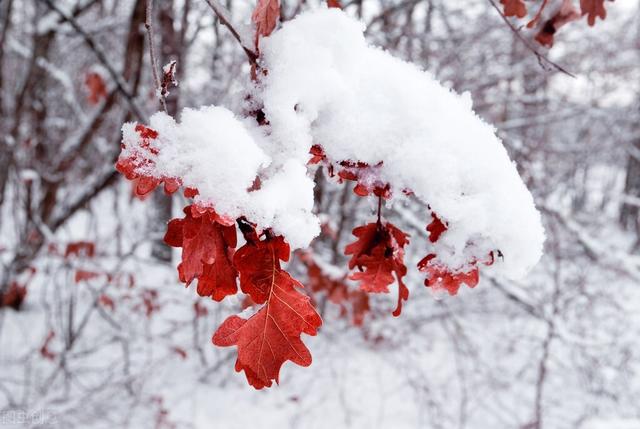 大雪节气就要到了，关于大雪的农村俗语有哪些？这些俗语有理吗？