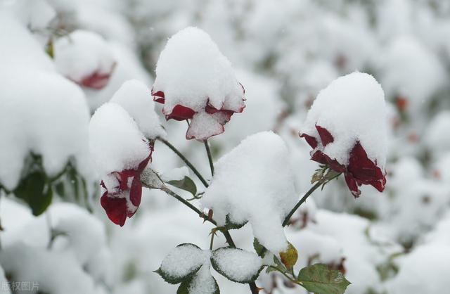 大雪节气就要到了，关于大雪的农村俗语有哪些？这些俗语有理吗？