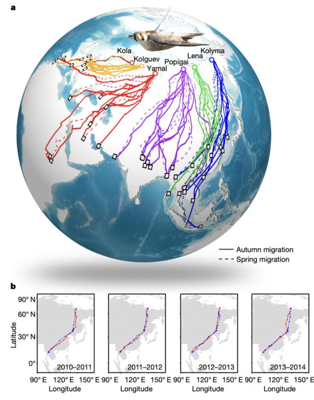 鸟类去哪儿：中国学者揭秘游隼迁徙路线