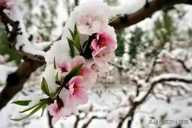 农村俗语“二月桃花雪，天冷耕牛歇”，啥意思？天气还会冷吗？