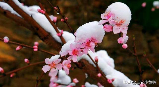 农村俗语“二月桃花雪，天冷耕牛歇”，啥意思？天气还会冷吗？