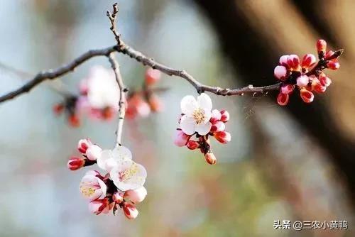 农村俗语“二月桃花雪，天冷耕牛歇”，啥意思？天气还会冷吗？