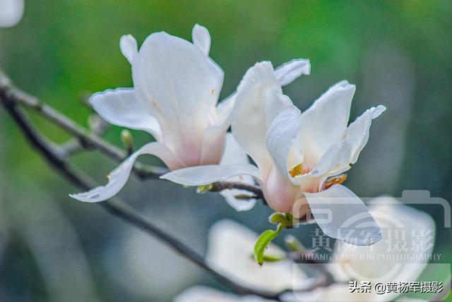 玉兰花盛开的美丽，中国著名的花木，洁白娇美的花朵外形像莲花