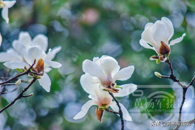 玉兰花盛开的美丽，中国著名的花木，洁白娇美的花朵外形像莲花