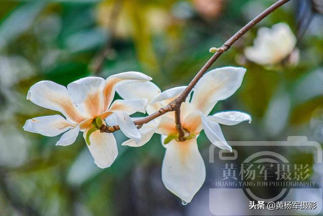 玉兰花盛开的美丽，中国著名的花木，洁白娇美的花朵外形像莲花