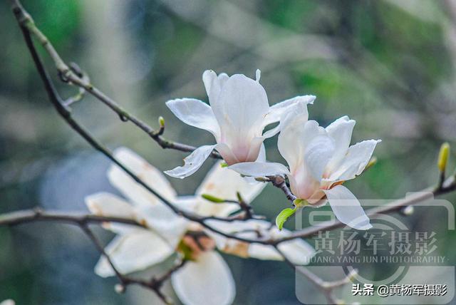 玉兰花盛开的美丽，中国著名的花木，洁白娇美的花朵外形像莲花