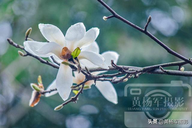 玉兰花盛开的美丽，中国著名的花木，洁白娇美的花朵外形像莲花