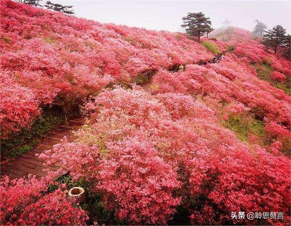 杜鹃花诗词精选三十一首 杜鹃花里杜鹃啼，自是山家一段奇