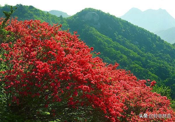 杜鹃花诗词精选三十一首 杜鹃花里杜鹃啼，自是山家一段奇