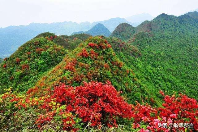 杜鹃花诗词精选三十一首 杜鹃花里杜鹃啼，自是山家一段奇