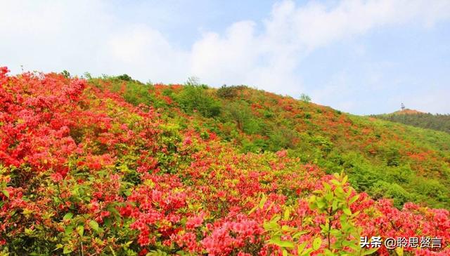 杜鹃花诗词精选三十一首 杜鹃花里杜鹃啼，自是山家一段奇