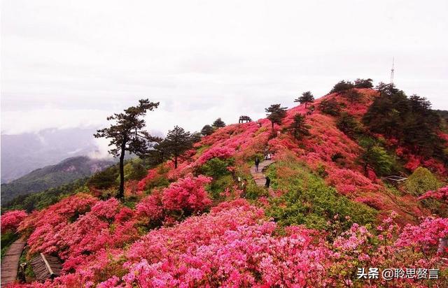 杜鹃花诗词精选三十一首 杜鹃花里杜鹃啼，自是山家一段奇