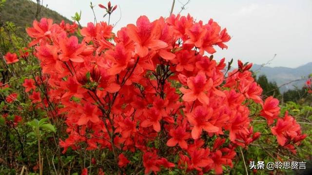 杜鹃花诗词精选三十一首 杜鹃花里杜鹃啼，自是山家一段奇