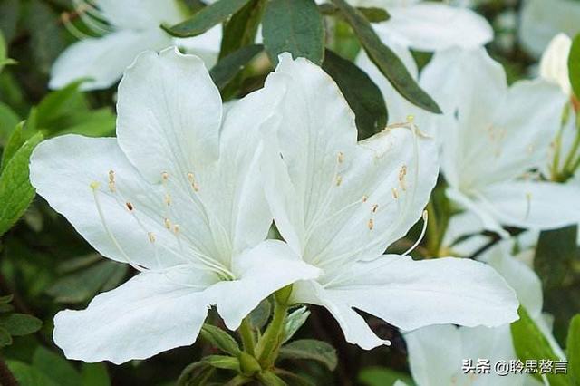 杜鹃花诗词精选三十一首 杜鹃花里杜鹃啼，自是山家一段奇