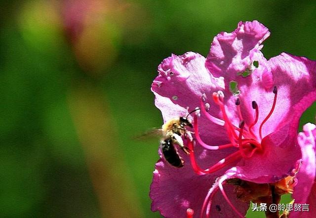 杜鹃花诗词精选三十一首 杜鹃花里杜鹃啼，自是山家一段奇