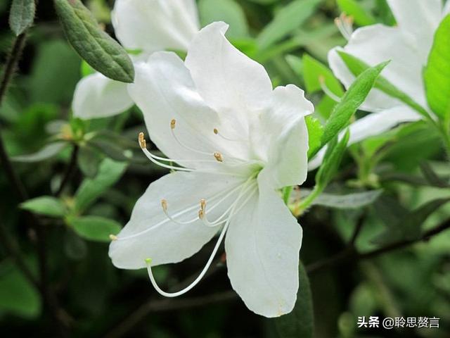 杜鹃花诗词精选三十一首 杜鹃花里杜鹃啼，自是山家一段奇