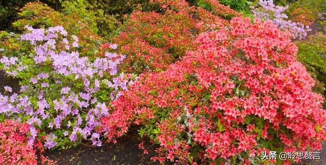 杜鹃花诗词精选三十一首 杜鹃花里杜鹃啼，自是山家一段奇