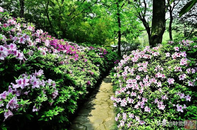 杜鹃花诗词精选三十一首 杜鹃花里杜鹃啼，自是山家一段奇