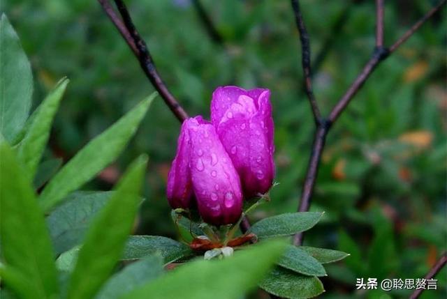 杜鹃花诗词精选三十一首 杜鹃花里杜鹃啼，自是山家一段奇