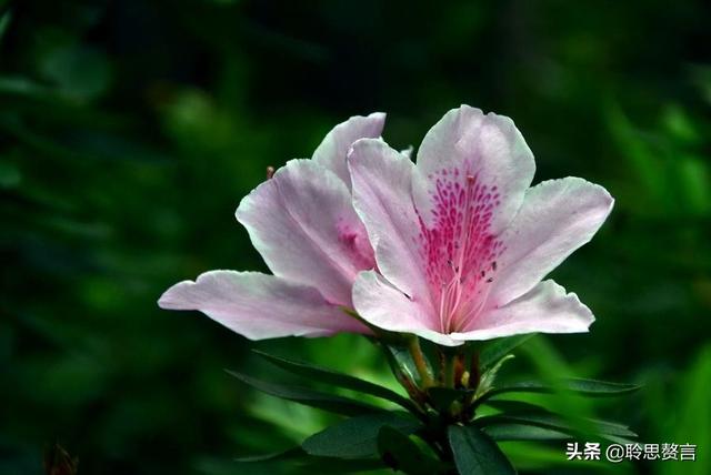 杜鹃花诗词精选三十一首 杜鹃花里杜鹃啼，自是山家一段奇