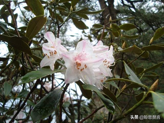 杜鹃花诗词精选三十一首 杜鹃花里杜鹃啼，自是山家一段奇