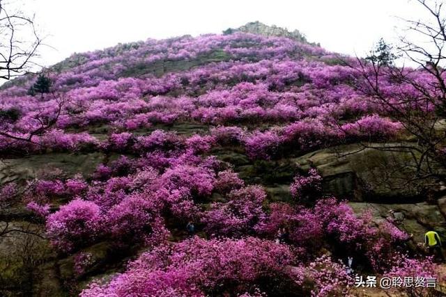 杜鹃花诗词精选三十一首 杜鹃花里杜鹃啼，自是山家一段奇