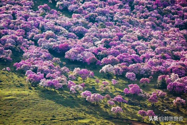 杜鹃花诗词精选三十一首 杜鹃花里杜鹃啼，自是山家一段奇