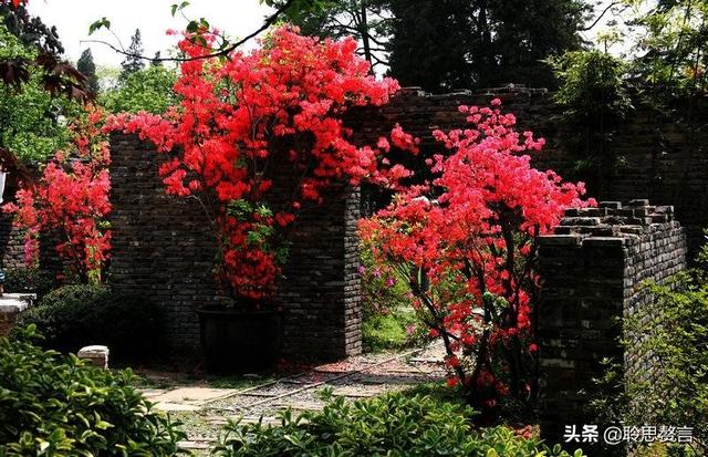 杜鹃花诗词精选三十一首 杜鹃花里杜鹃啼，自是山家一段奇