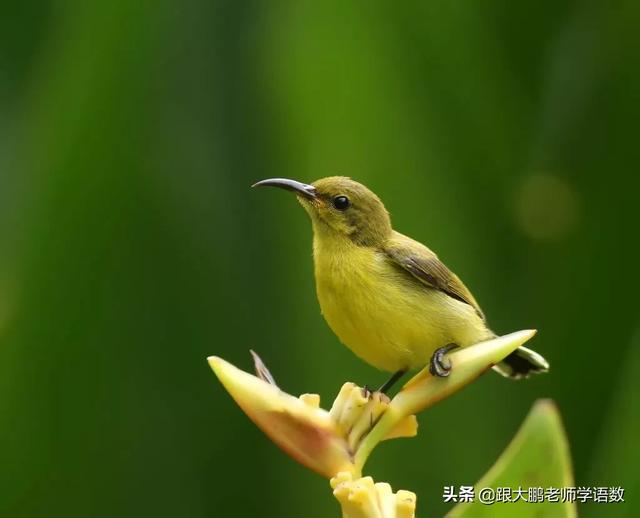 好词好句：那些春天的鸟儿