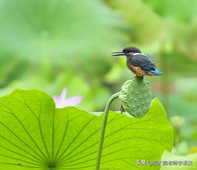 好词好句：那些春天的鸟儿