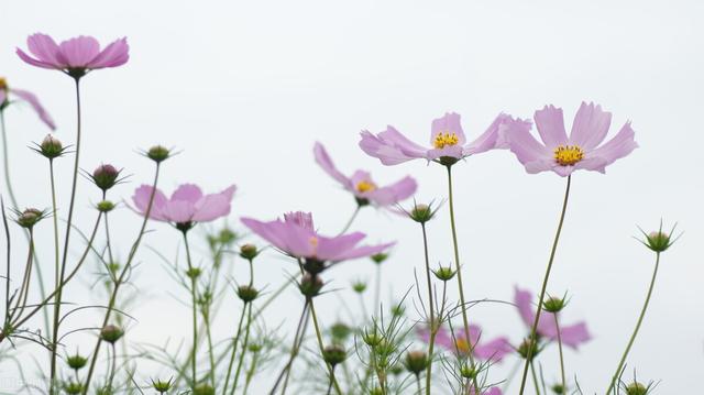 找到了格桑花，你就找到了幸福