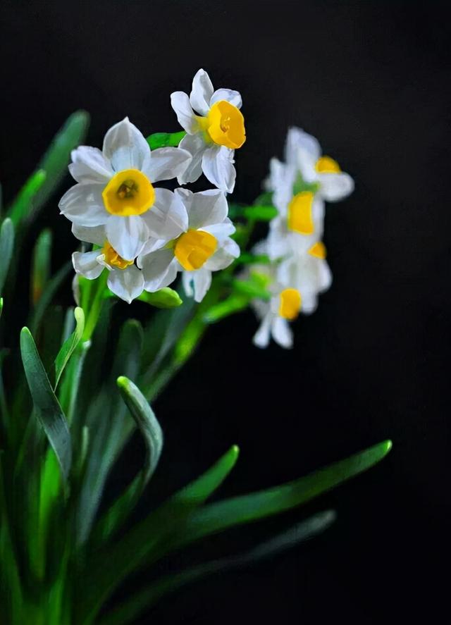 「诗词鉴赏」水仙花开迎新年，十二首水仙花的诗词，让冬天更美