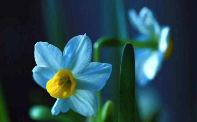 「诗词鉴赏」水仙花开迎新年，十二首水仙花的诗词，让冬天更美