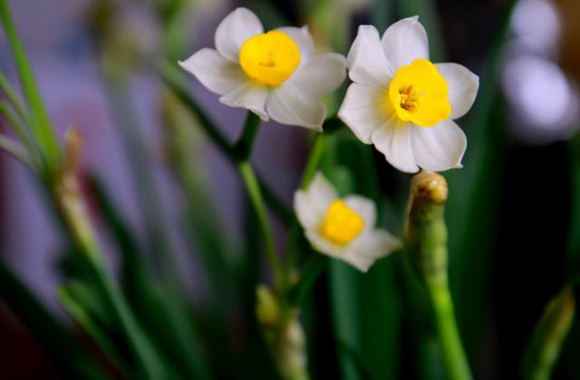 「诗词鉴赏」水仙花开迎新年，十二首水仙花的诗词，让冬天更美