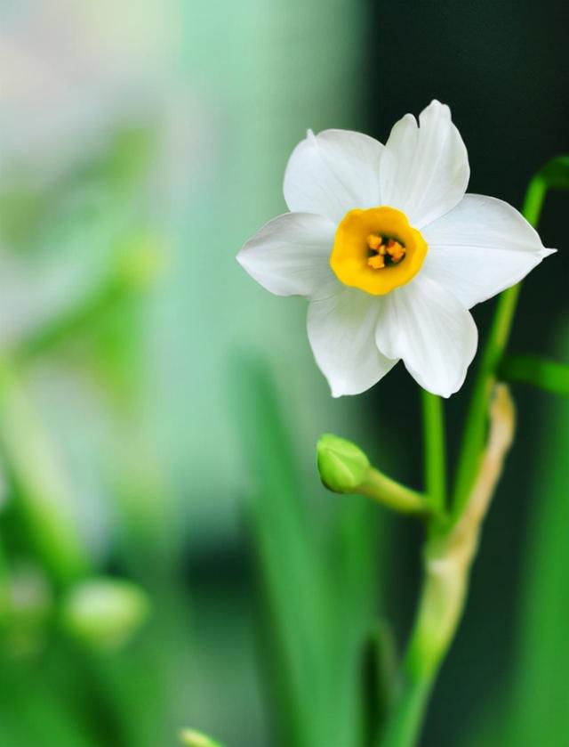 「诗词鉴赏」水仙花开迎新年，十二首水仙花的诗词，让冬天更美