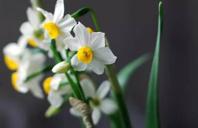 「诗词鉴赏」水仙花开迎新年，十二首水仙花的诗词，让冬天更美