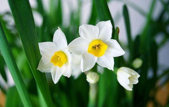 「诗词鉴赏」水仙花开迎新年，十二首水仙花的诗词，让冬天更美