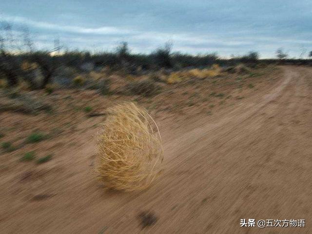 学习强国“挑战答题”中的植物学知识