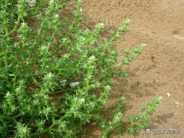 学习强国“挑战答题”中的植物学知识