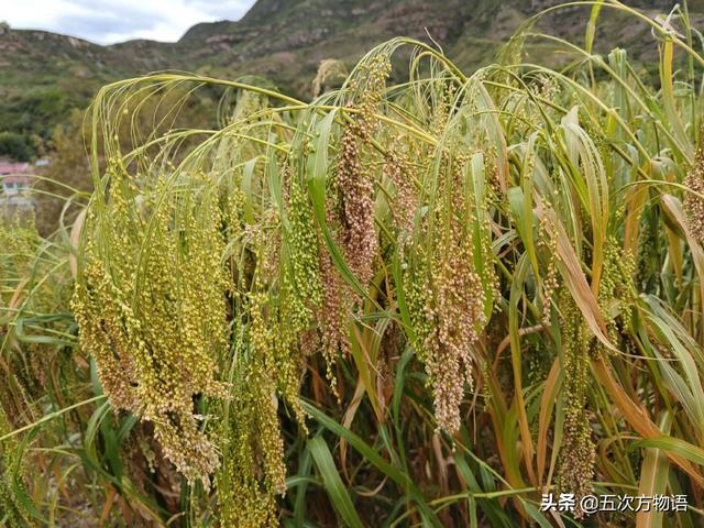 学习强国“挑战答题”中的植物学知识